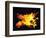 Flames of Fire, Studio Shot-null-Framed Photographic Print