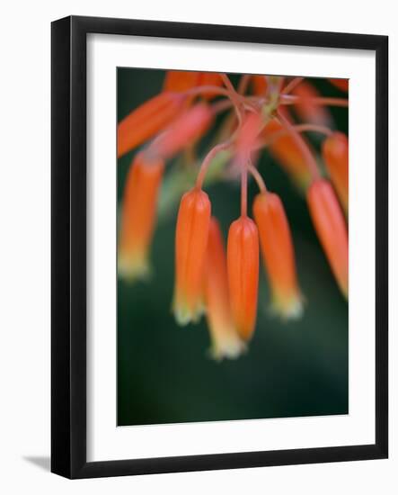 Flaming Flower Buds I-Nicole Katano-Framed Photo