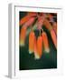 Flaming Flower Buds I-Nicole Katano-Framed Photo