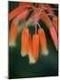 Flaming Flower Buds I-Nicole Katano-Mounted Photo