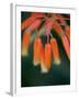 Flaming Flower Buds I-Nicole Katano-Framed Photo