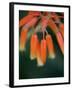 Flaming Flower Buds I-Nicole Katano-Framed Photo