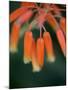 Flaming Flower Buds I-Nicole Katano-Mounted Photo