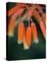 Flaming Flower Buds I-Nicole Katano-Stretched Canvas
