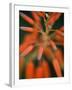 Flaming Flower Buds II-Nicole Katano-Framed Photo