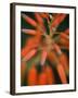 Flaming Flower Buds II-Nicole Katano-Framed Photo