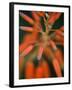 Flaming Flower Buds II-Nicole Katano-Framed Photo