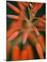 Flaming Flower Buds II-Nicole Katano-Mounted Photo