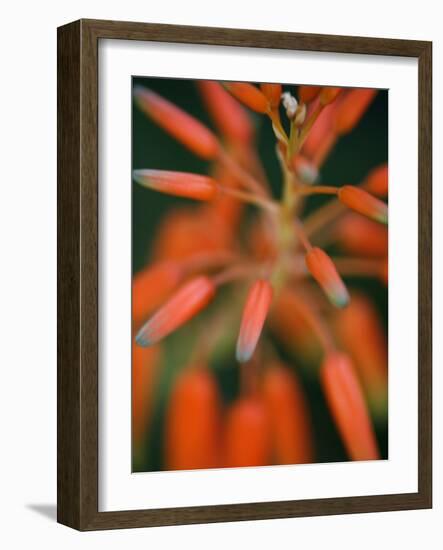 Flaming Flower Buds II-Nicole Katano-Framed Photo