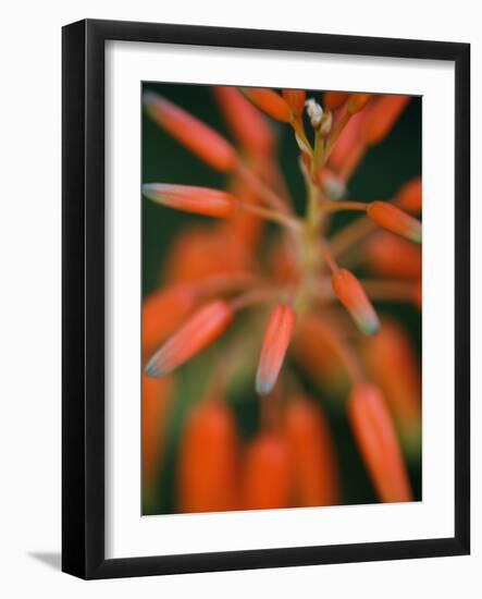 Flaming Flower Buds II-Nicole Katano-Framed Photo