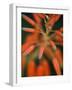 Flaming Flower Buds II-Nicole Katano-Framed Photo