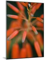 Flaming Flower Buds II-Nicole Katano-Mounted Photo