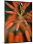 Flaming Flower Buds II-Nicole Katano-Mounted Photo