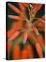 Flaming Flower Buds II-Nicole Katano-Stretched Canvas