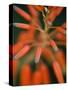 Flaming Flower Buds II-Nicole Katano-Stretched Canvas