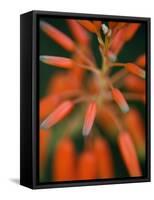 Flaming Flower Buds II-Nicole Katano-Framed Stretched Canvas