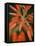 Flaming Flower Buds II-Nicole Katano-Framed Stretched Canvas