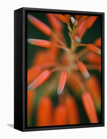 Flaming Flower Buds II-Nicole Katano-Framed Stretched Canvas