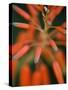 Flaming Flower Buds II-Nicole Katano-Stretched Canvas