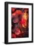 Flaming Leaves-Philippe Sainte-Laudy-Framed Photographic Print