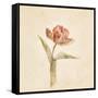 Flaming Parrot Tulip on White Crop-Cheri Blum-Framed Stretched Canvas