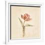 Flaming Parrot Tulip on White Crop-Cheri Blum-Framed Art Print