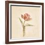 Flaming Parrot Tulip on White Crop-Cheri Blum-Framed Art Print