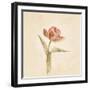 Flaming Parrot Tulip on White Crop-Cheri Blum-Framed Art Print