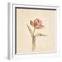 Flaming Parrot Tulip on White Crop-Cheri Blum-Framed Art Print