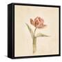 Flaming Parrot Tulip on White Crop-Cheri Blum-Framed Stretched Canvas