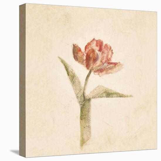 Flaming Parrot Tulip on White Crop-Cheri Blum-Stretched Canvas