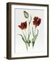 Flaming Parrot Tulip-Sally Crosthwaite-Framed Giclee Print