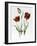 Flaming Parrot Tulip-Sally Crosthwaite-Framed Giclee Print