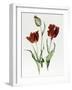 Flaming Parrot Tulip-Sally Crosthwaite-Framed Giclee Print