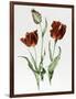 Flaming Parrot Tulip-Sally Crosthwaite-Framed Giclee Print