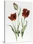 Flaming Parrot Tulip-Sally Crosthwaite-Stretched Canvas