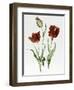 Flaming Parrot Tulip-Sally Crosthwaite-Framed Giclee Print