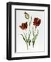 Flaming Parrot Tulip-Sally Crosthwaite-Framed Giclee Print