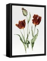 Flaming Parrot Tulip-Sally Crosthwaite-Framed Stretched Canvas
