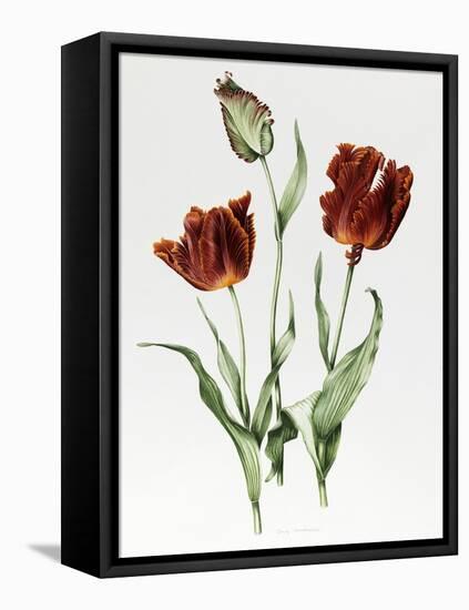 Flaming Parrot Tulip-Sally Crosthwaite-Framed Stretched Canvas