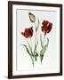 Flaming Parrot Tulip-Sally Crosthwaite-Framed Giclee Print