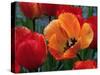 Flaming Parrot Tulips in Bloom-Charles Benes-Stretched Canvas