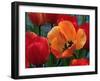 Flaming Parrot Tulips in Bloom-Charles Benes-Framed Premium Photographic Print