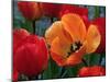 Flaming Parrot Tulips in Bloom-Charles Benes-Mounted Premium Photographic Print