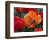 Flaming Parrot Tulips in Bloom-Charles Benes-Framed Photographic Print