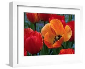 Flaming Parrot Tulips in Bloom-Charles Benes-Framed Photographic Print