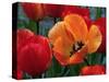 Flaming Parrot Tulips in Bloom-Charles Benes-Stretched Canvas