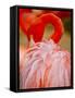 Flamingo 2-Dennis Goodman-Framed Stretched Canvas