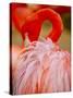 Flamingo 2-Dennis Goodman-Stretched Canvas