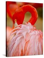 Flamingo 2-Dennis Goodman-Stretched Canvas